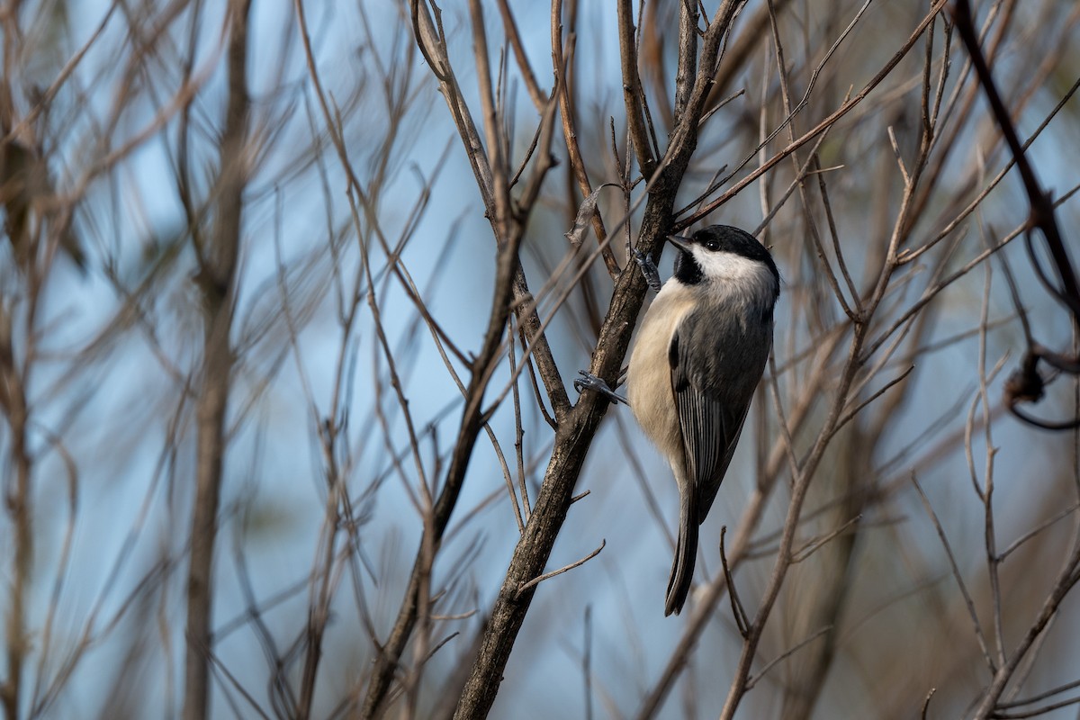 Carolina Chickadee - ML615223152