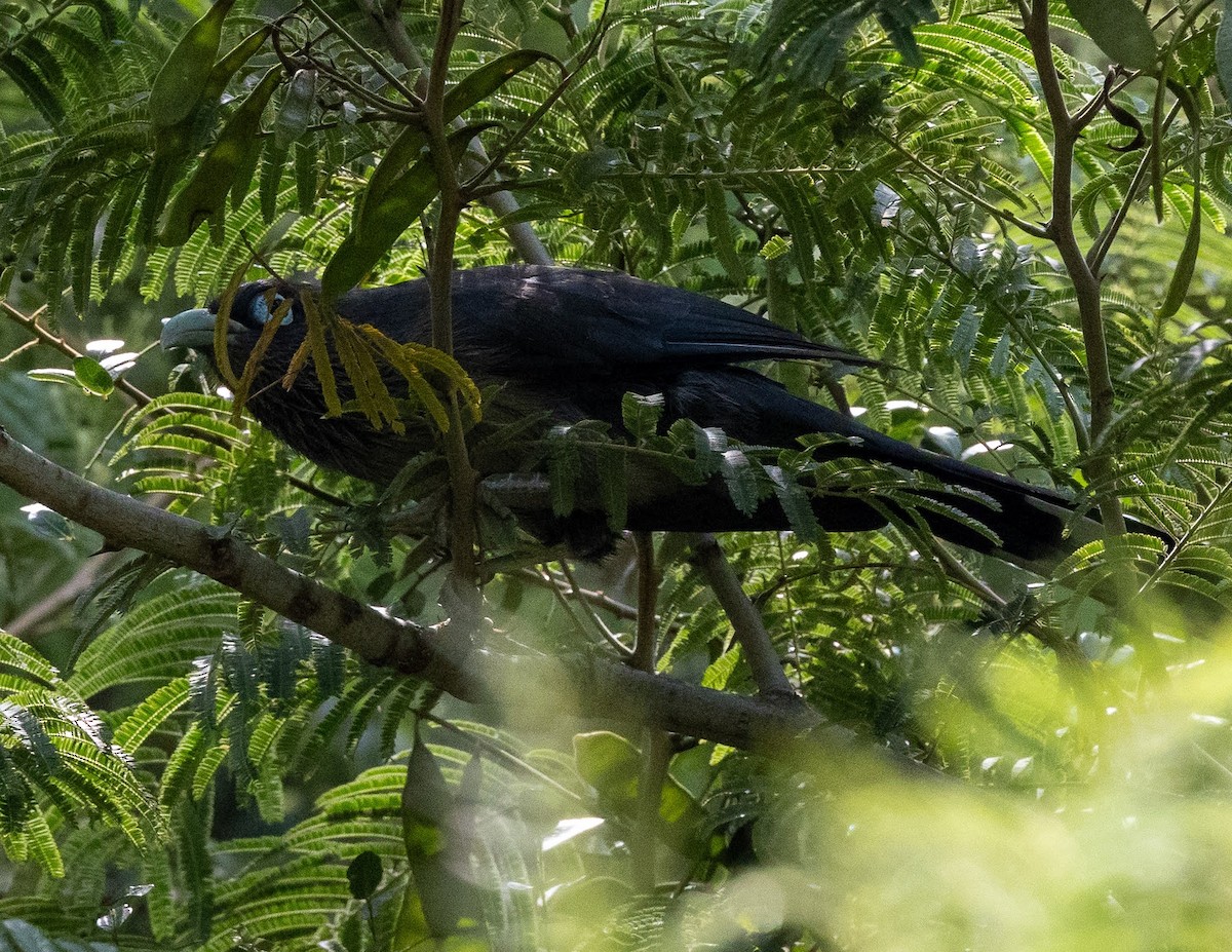 Blue-faced Malkoha - Deborah Barnes