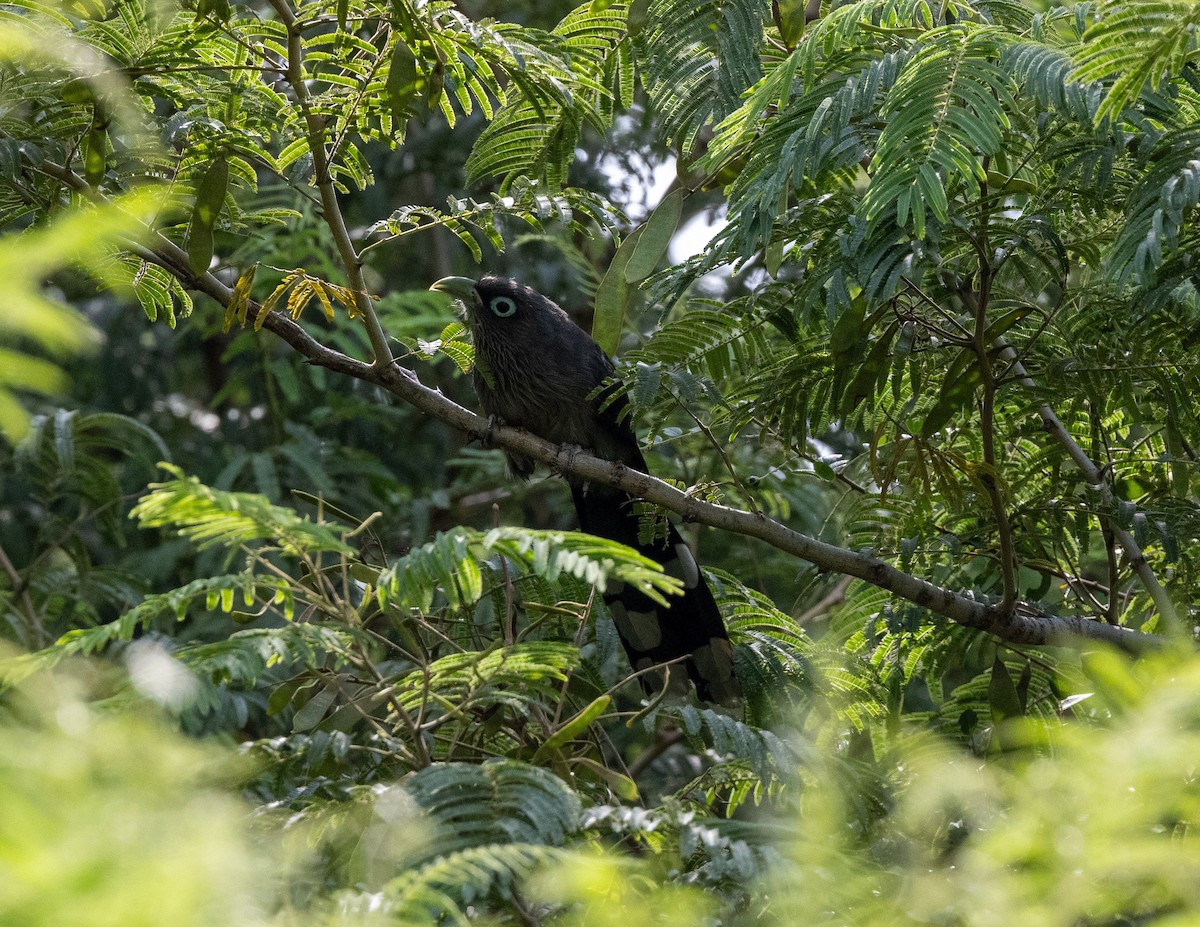 Blue-faced Malkoha - ML615223170