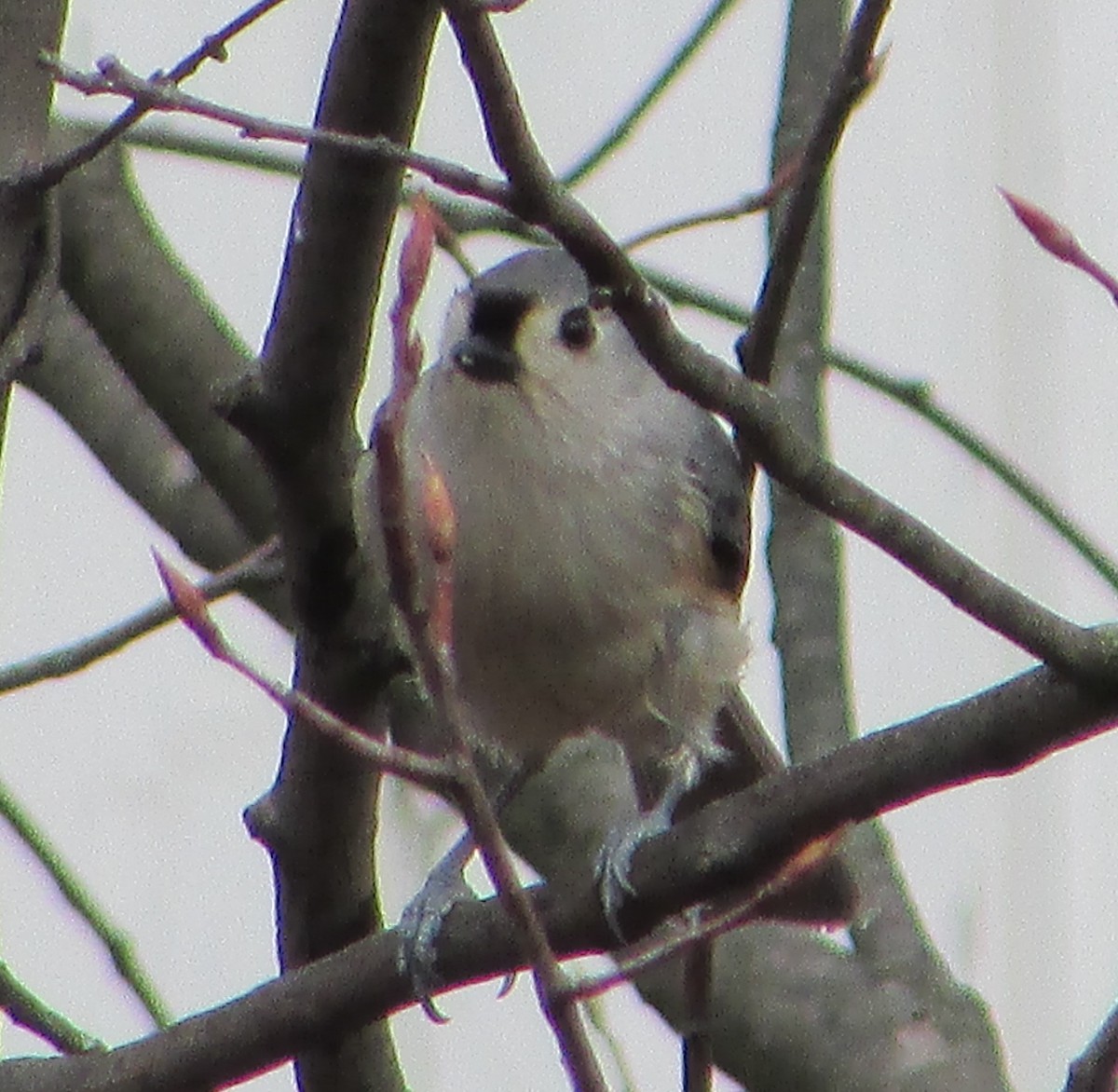 Tufted Titmouse - Moizzuddin Rizwan