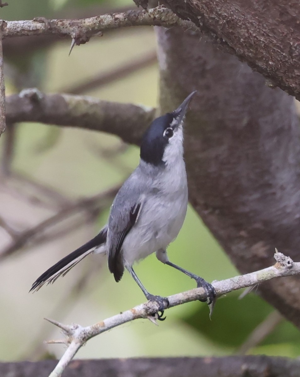 White-lored Gnatcatcher - ML615223183