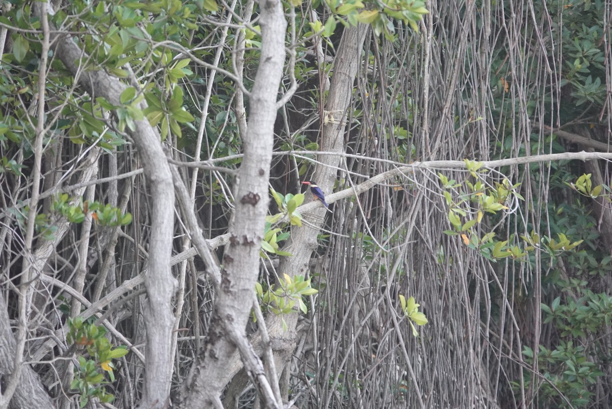 Martin-chasseur à coiffe noire - ML615223185