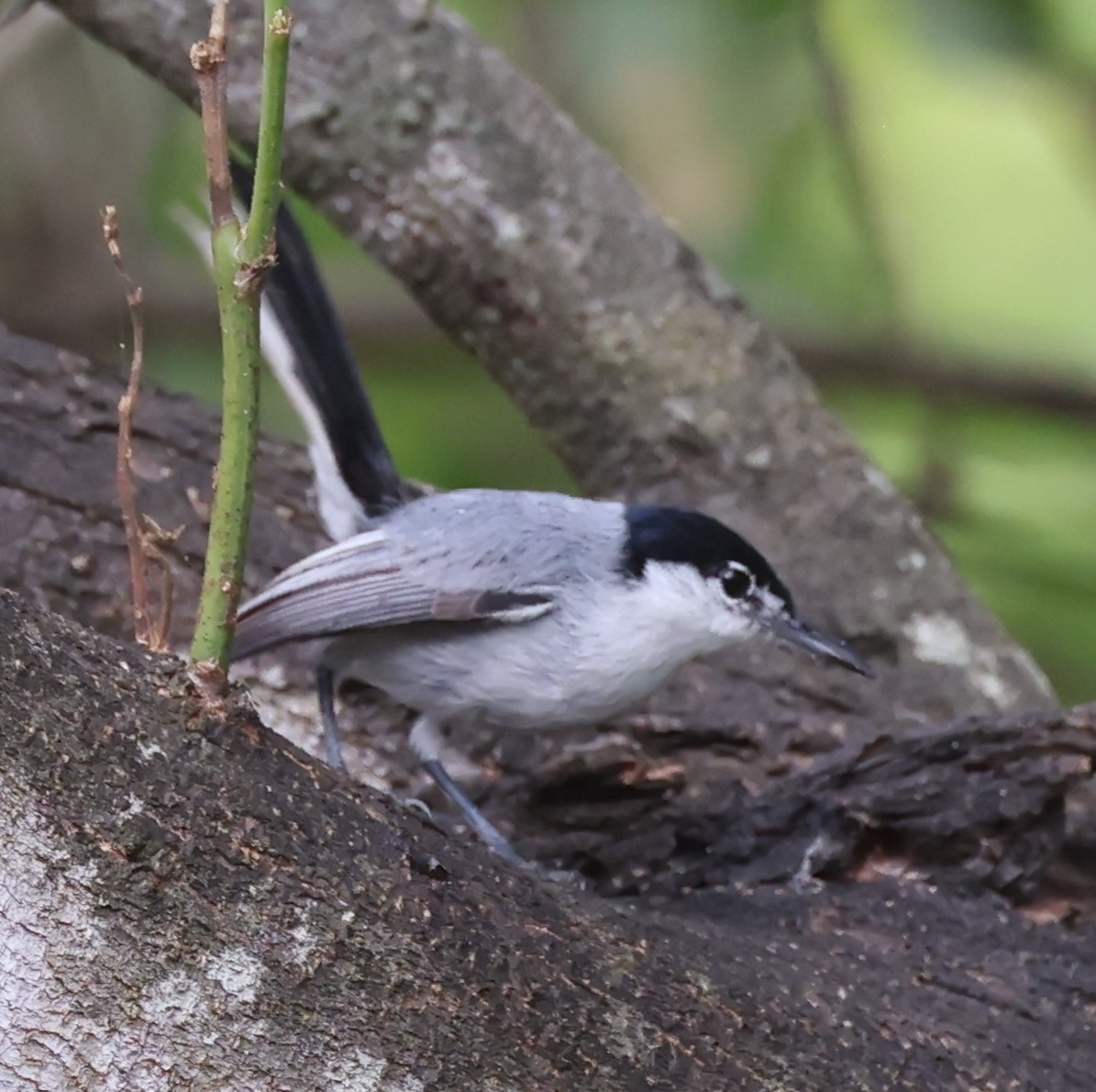 White-lored Gnatcatcher - ML615223186