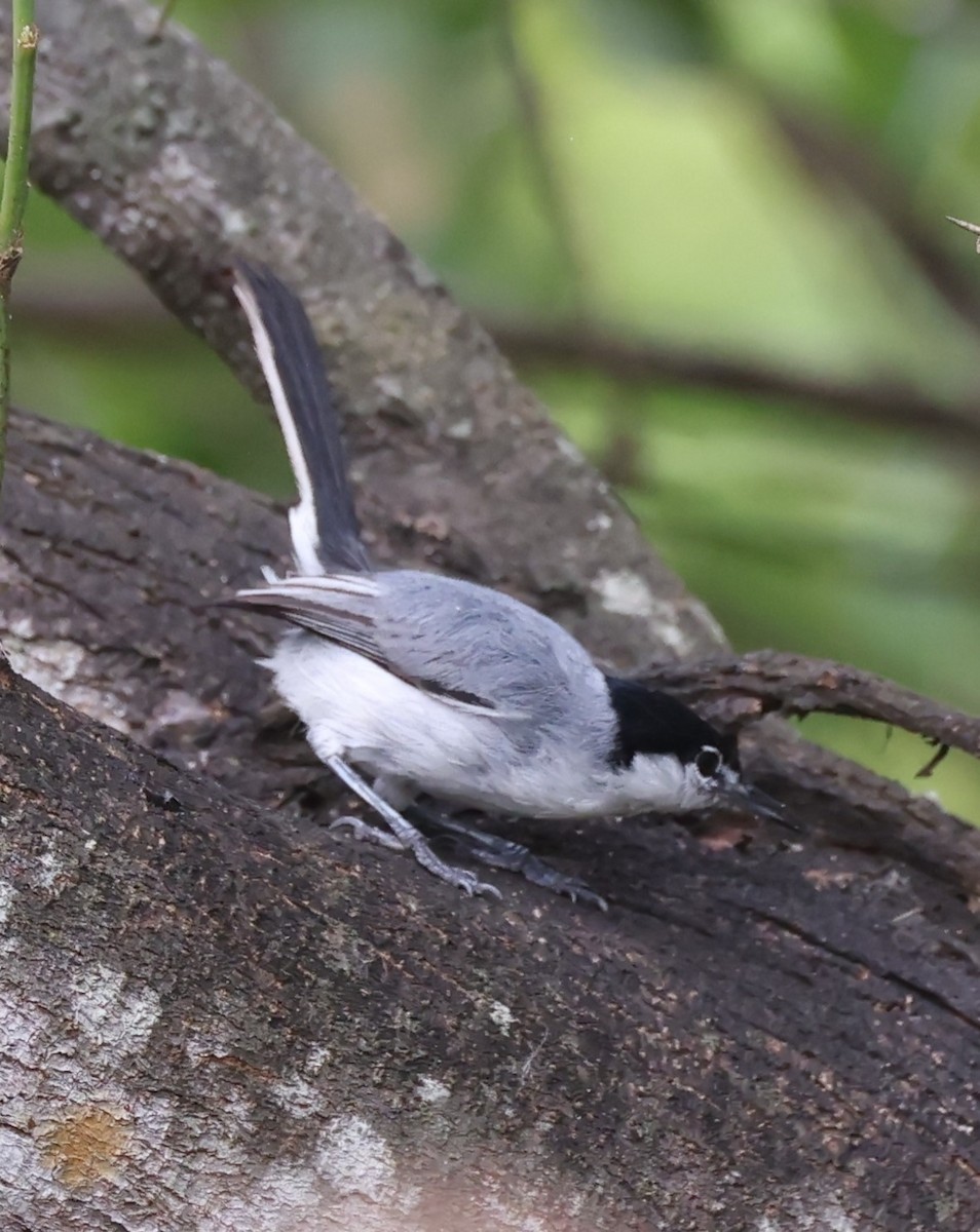 White-lored Gnatcatcher - Jim Stasz