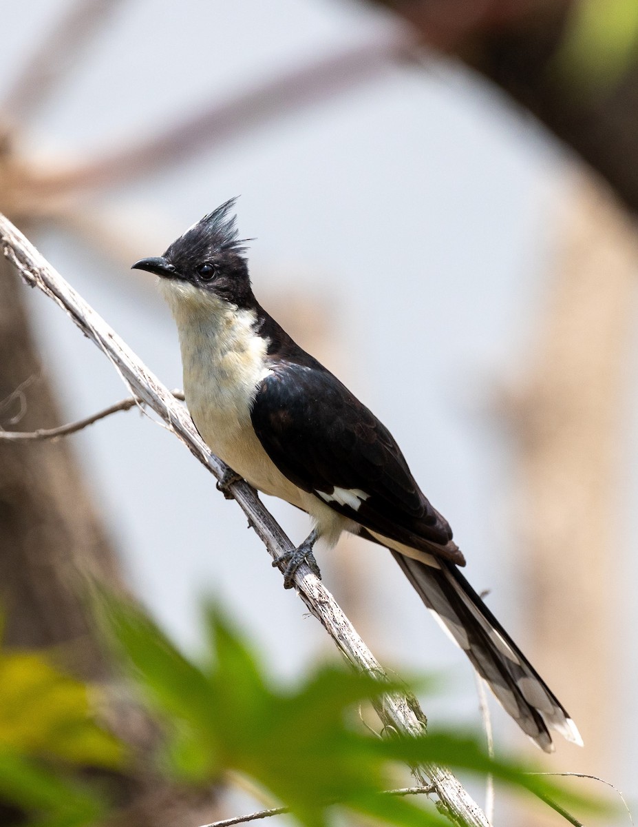 Pied Cuckoo - Deborah Barnes