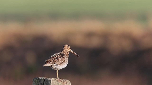Pantanal Snipe - ML615223271