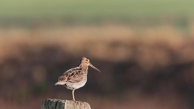 Pantanal Snipe - ML615223271