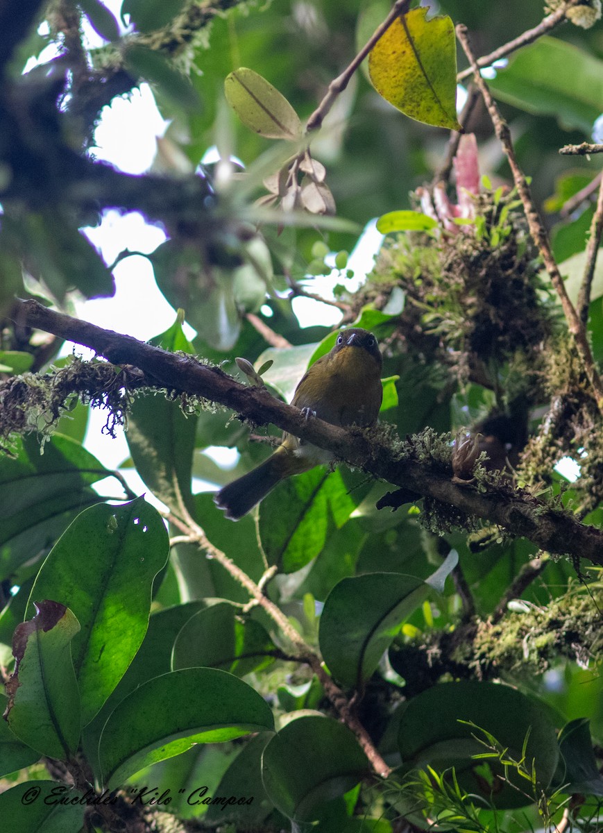 Tacarcuna Chlorospingus - ML615223288