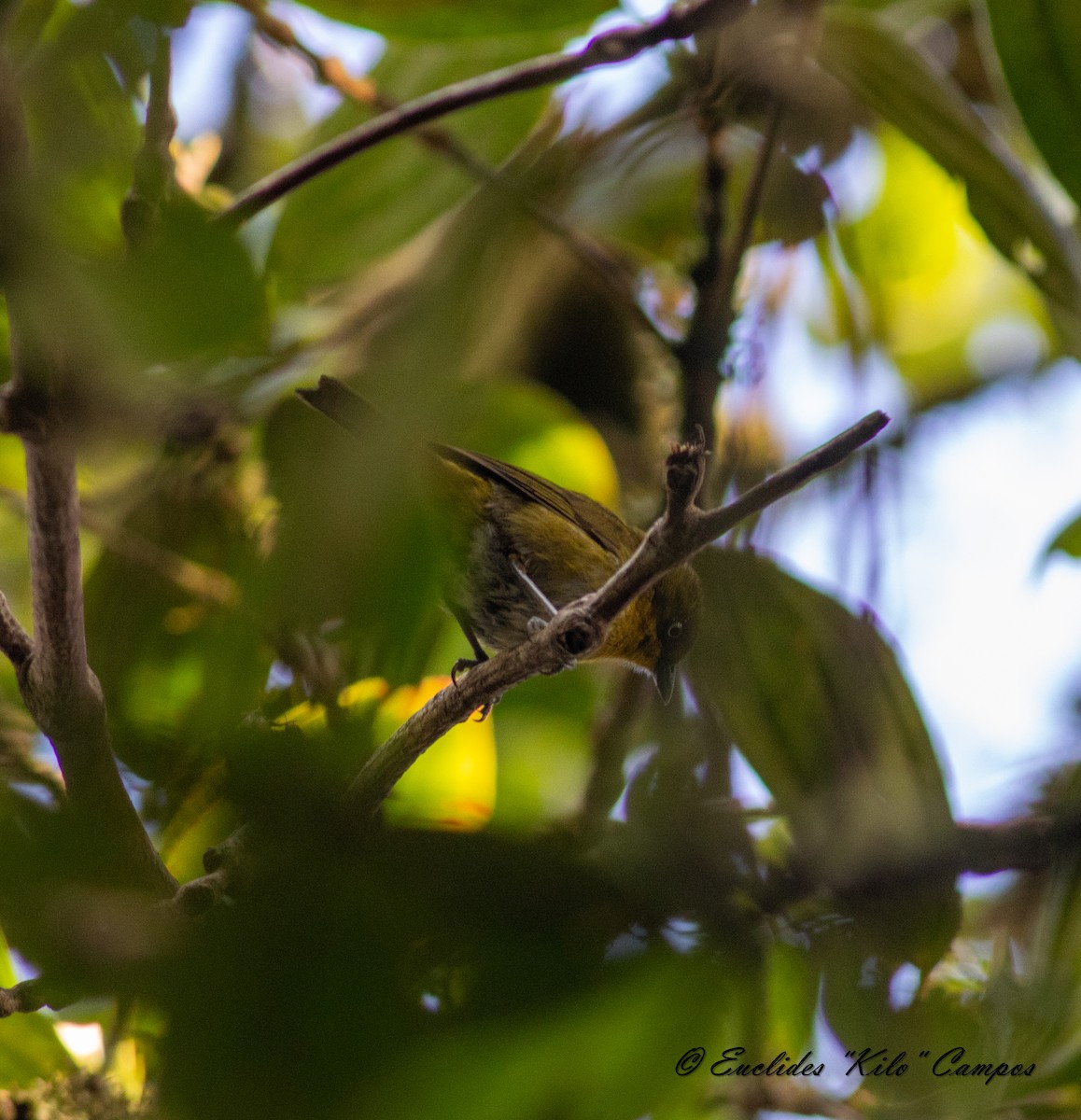 Tacarcuna Chlorospingus - ML615223289