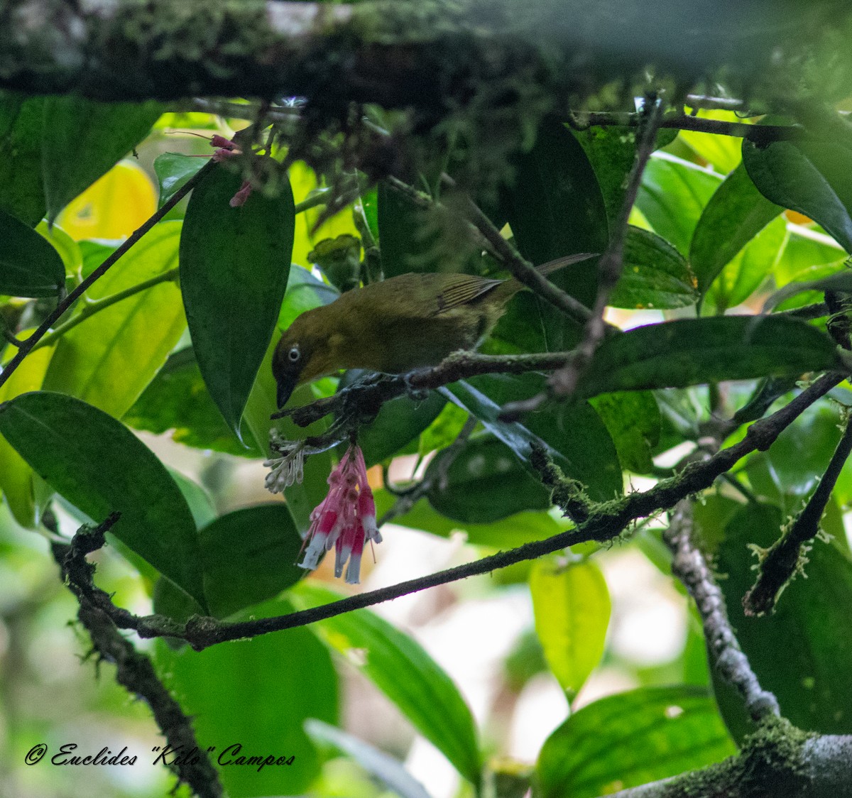 Tacarcuna Chlorospingus - ML615223290