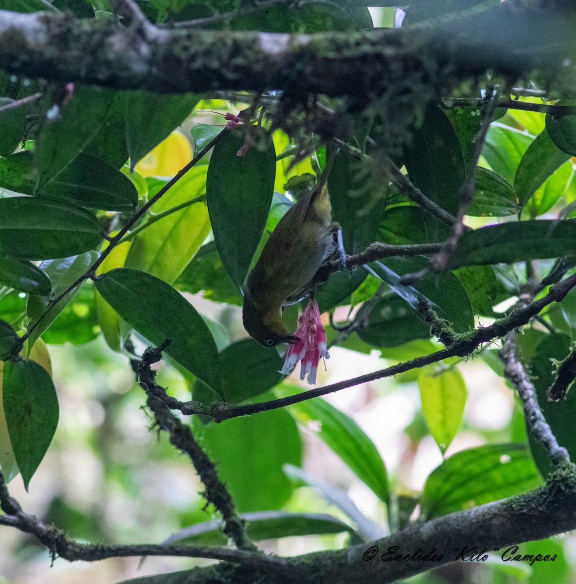 Tacarcuna Chlorospingus - ML615223291