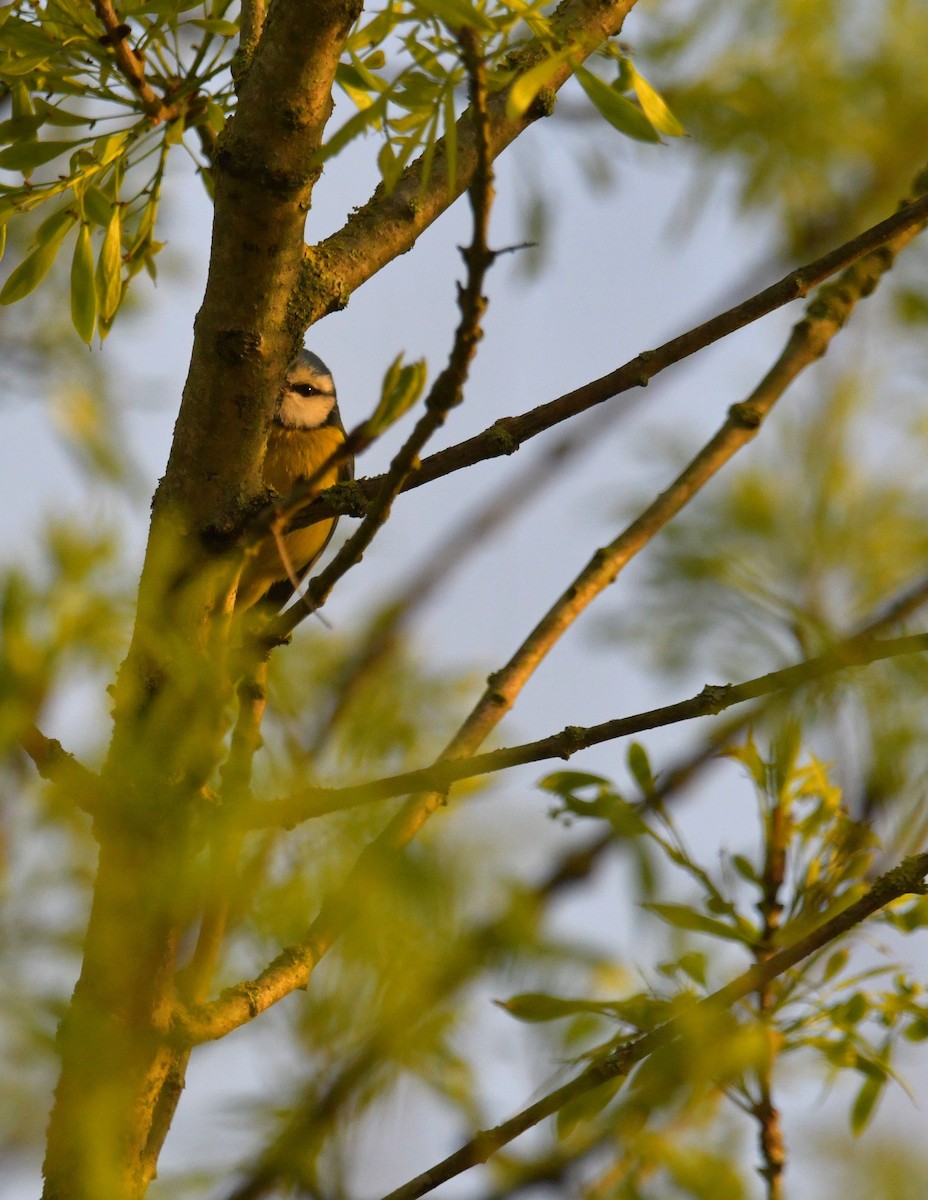 Eurasian Blue Tit - ML615223304