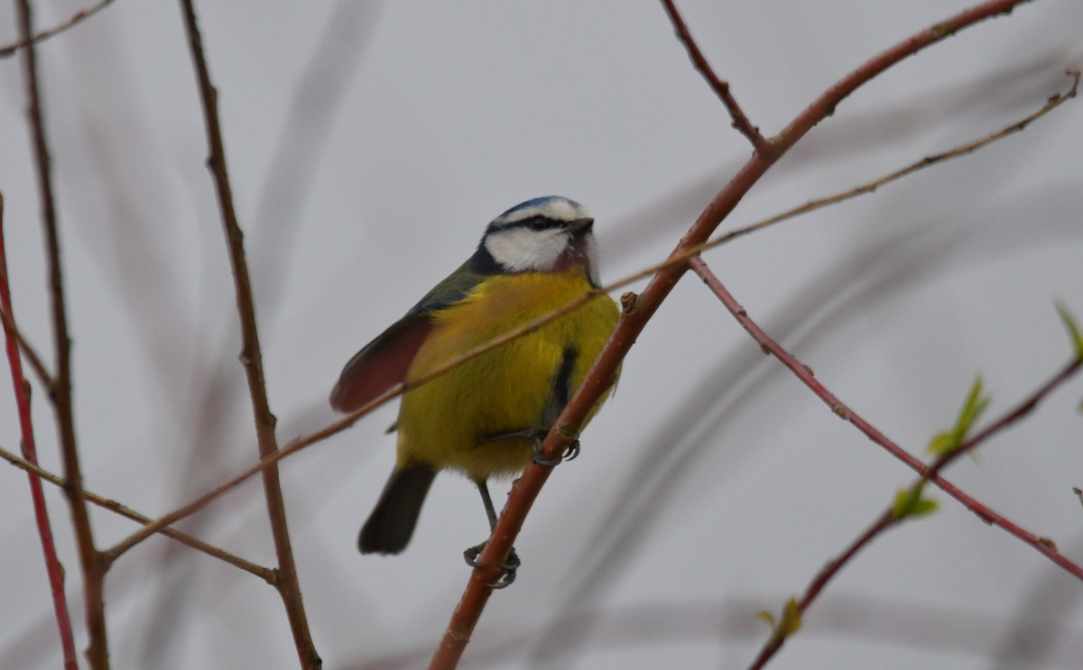 Eurasian Blue Tit - ML615223305