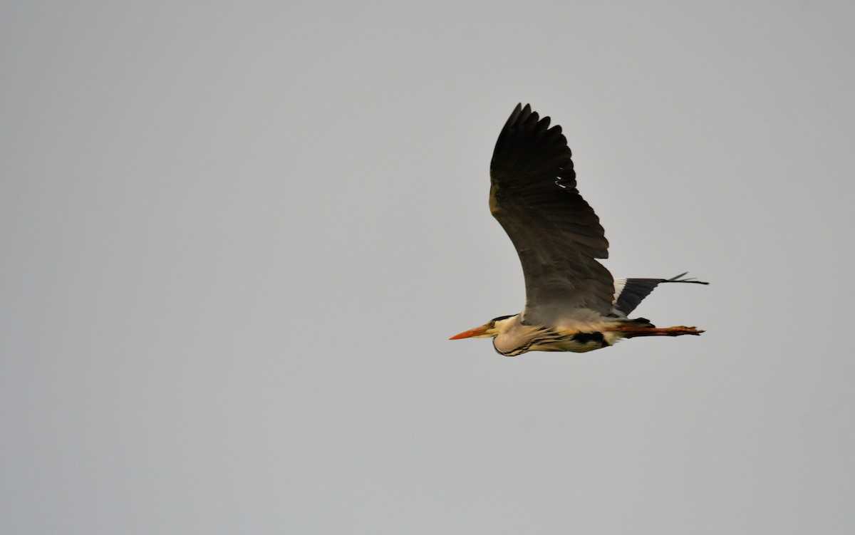 Gray Heron - ML615223329