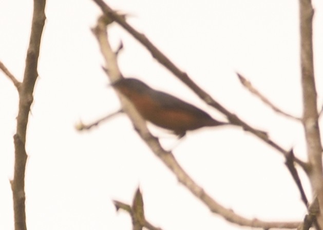 Rufous-crested Tanager - Guy Babineau