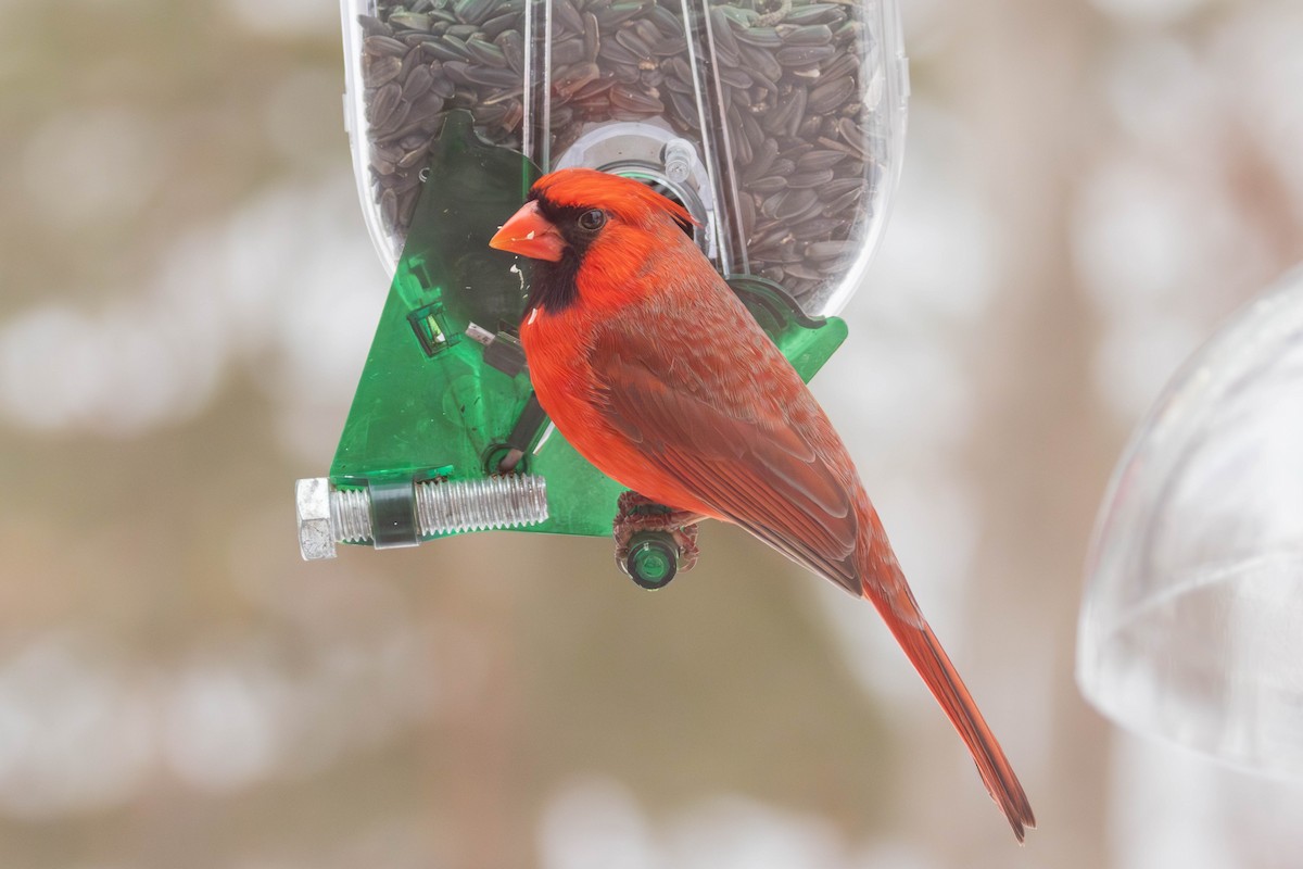 Northern Cardinal - ML615223344