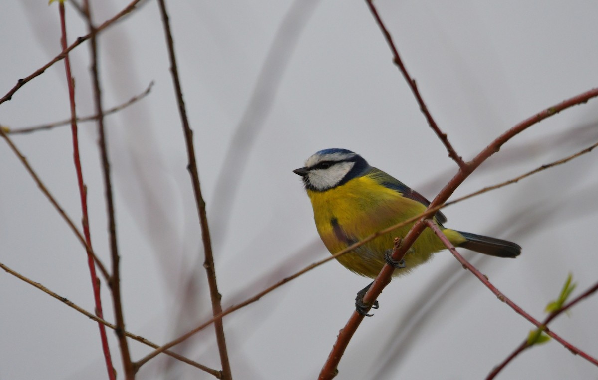 Eurasian Blue Tit - ML615223351