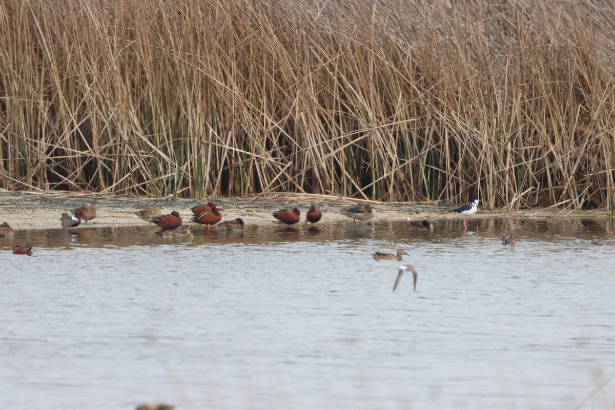 Black-headed Duck - ML615223369