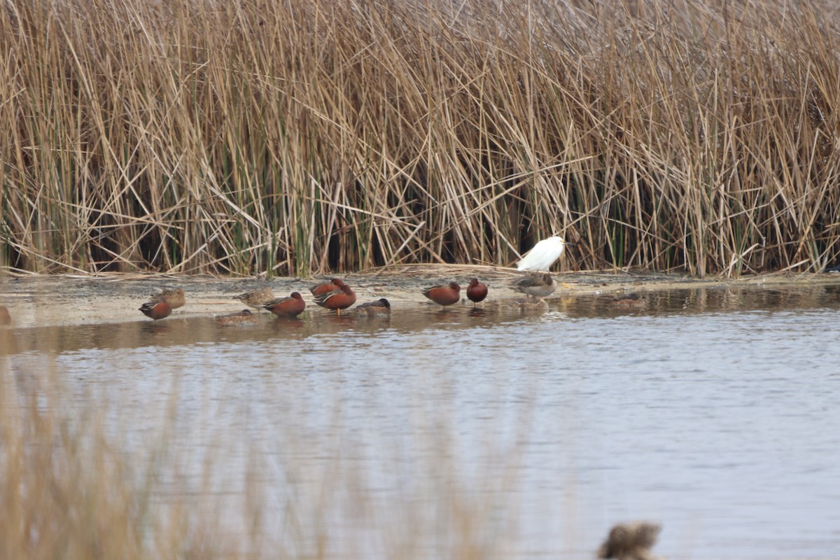 Black-headed Duck - ML615223383