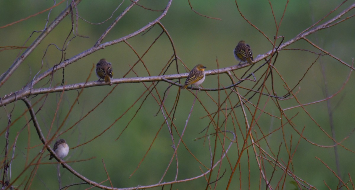 Black-headed Weaver - ML615223394