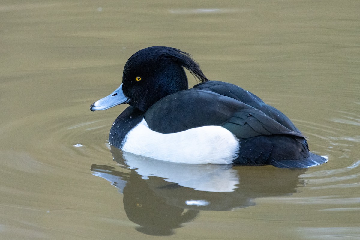 Tufted Duck - ML615223408