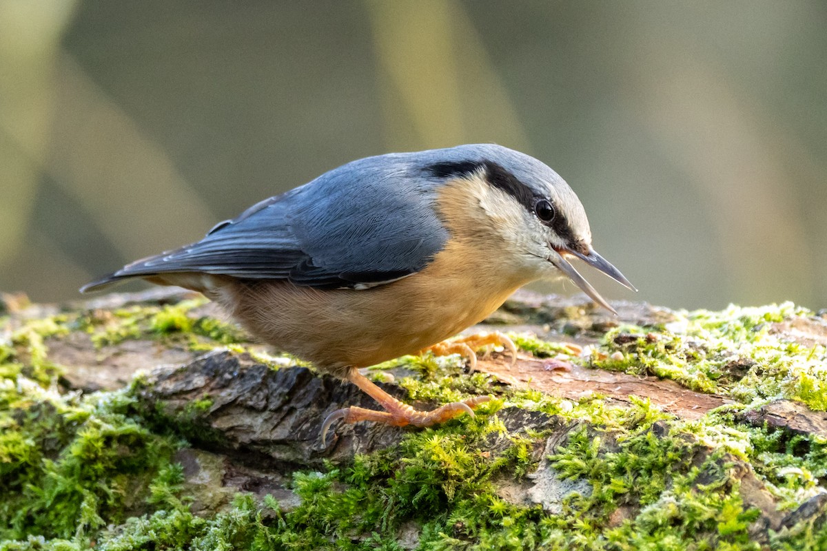 Eurasian Nuthatch - ML615223420