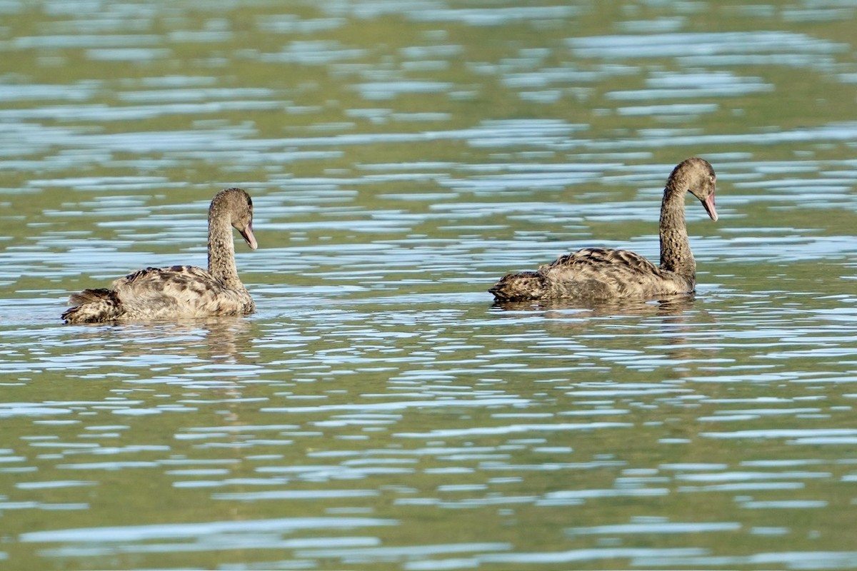 Black Swan - ML615223430