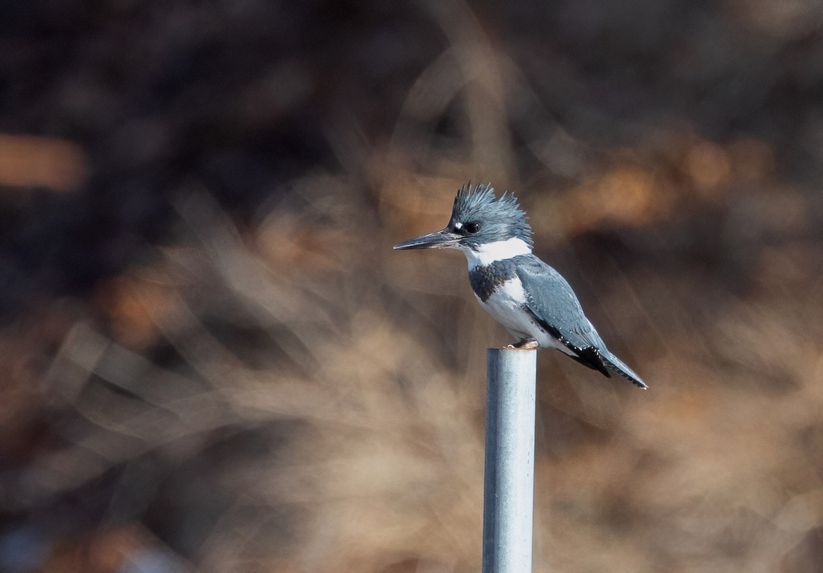 Belted Kingfisher - ML615223437