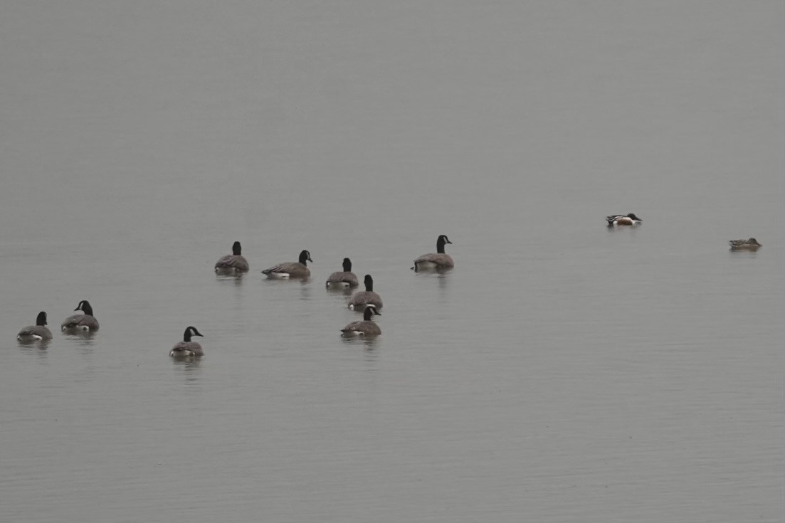 Canada Goose - ML615223441