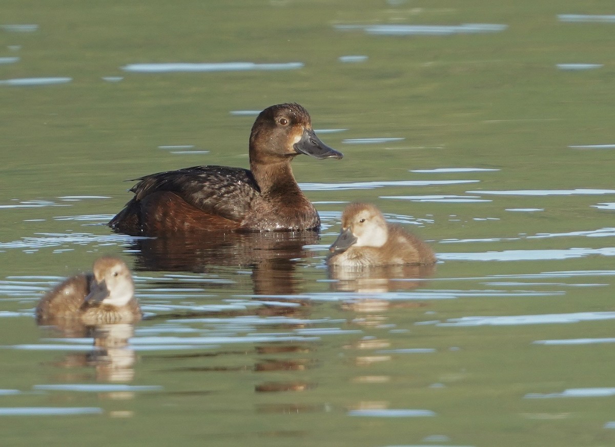 New Zealand Scaup - ML615223469