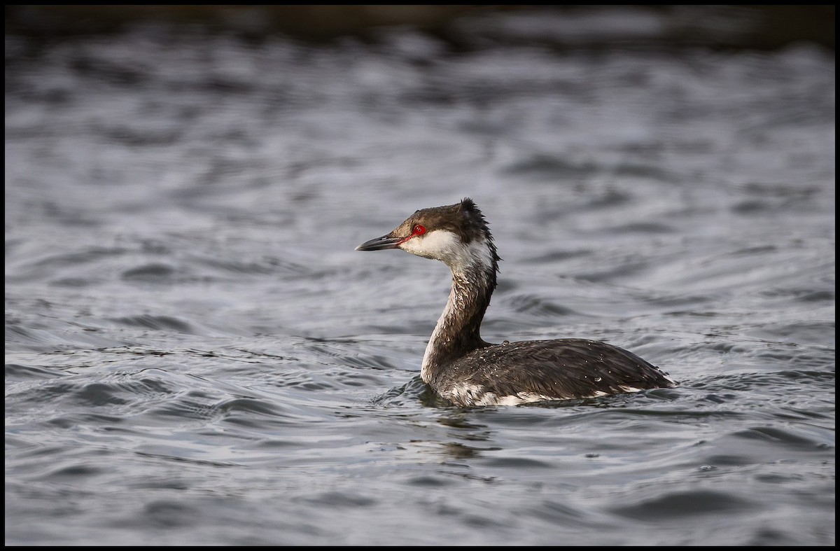 Horned Grebe - ML615223529