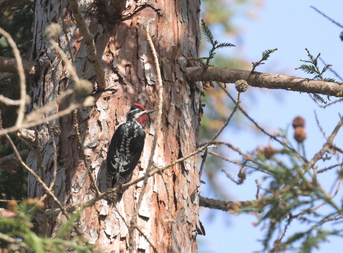 Red-naped Sapsucker - ML615223665