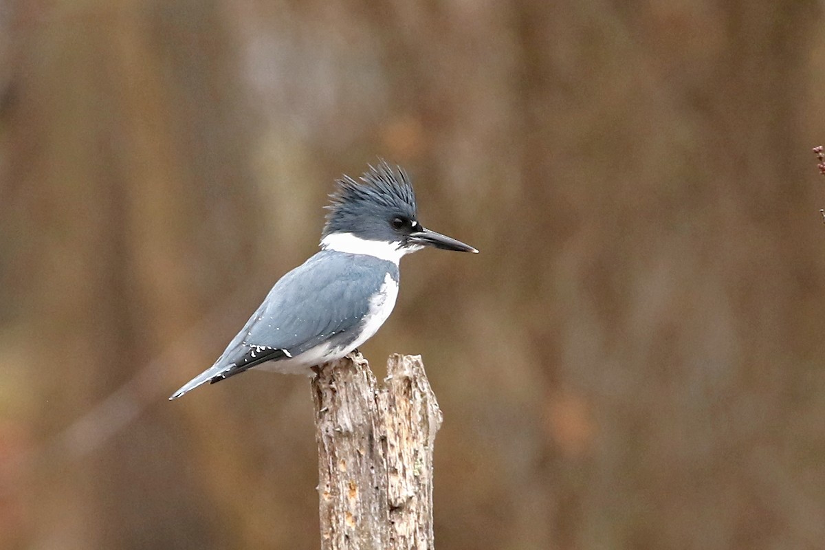 Belted Kingfisher - ML615223695