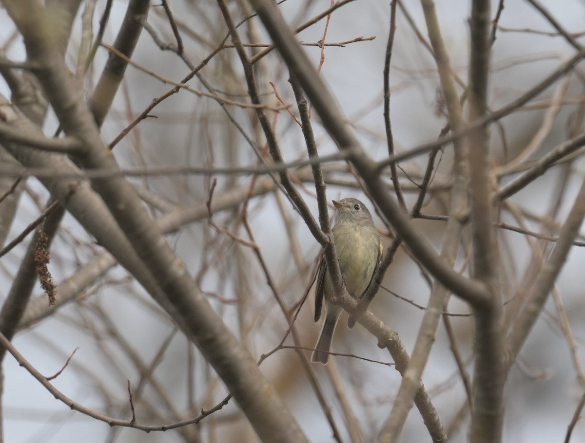 Hammond's Flycatcher - Donald Kirker