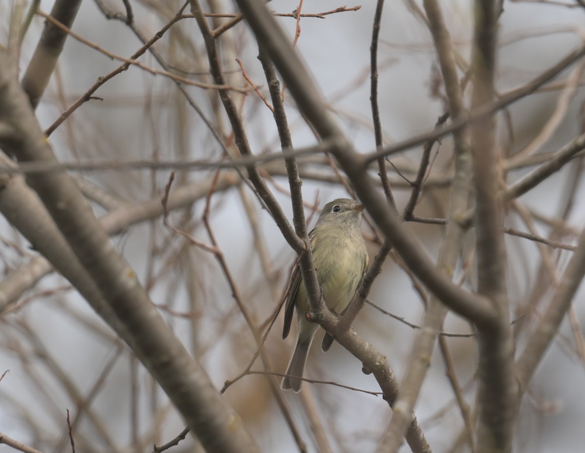 Hammond's Flycatcher - Donald Kirker