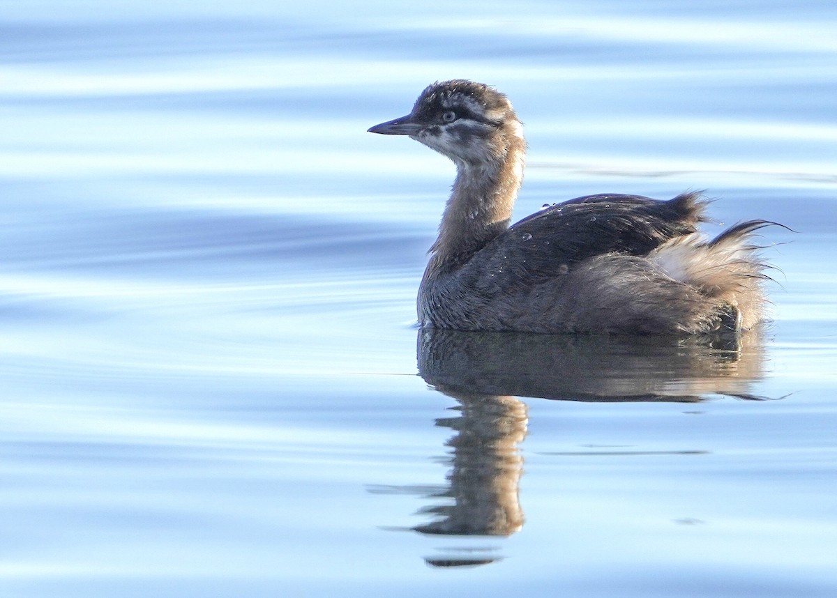 New Zealand Grebe - ML615223713