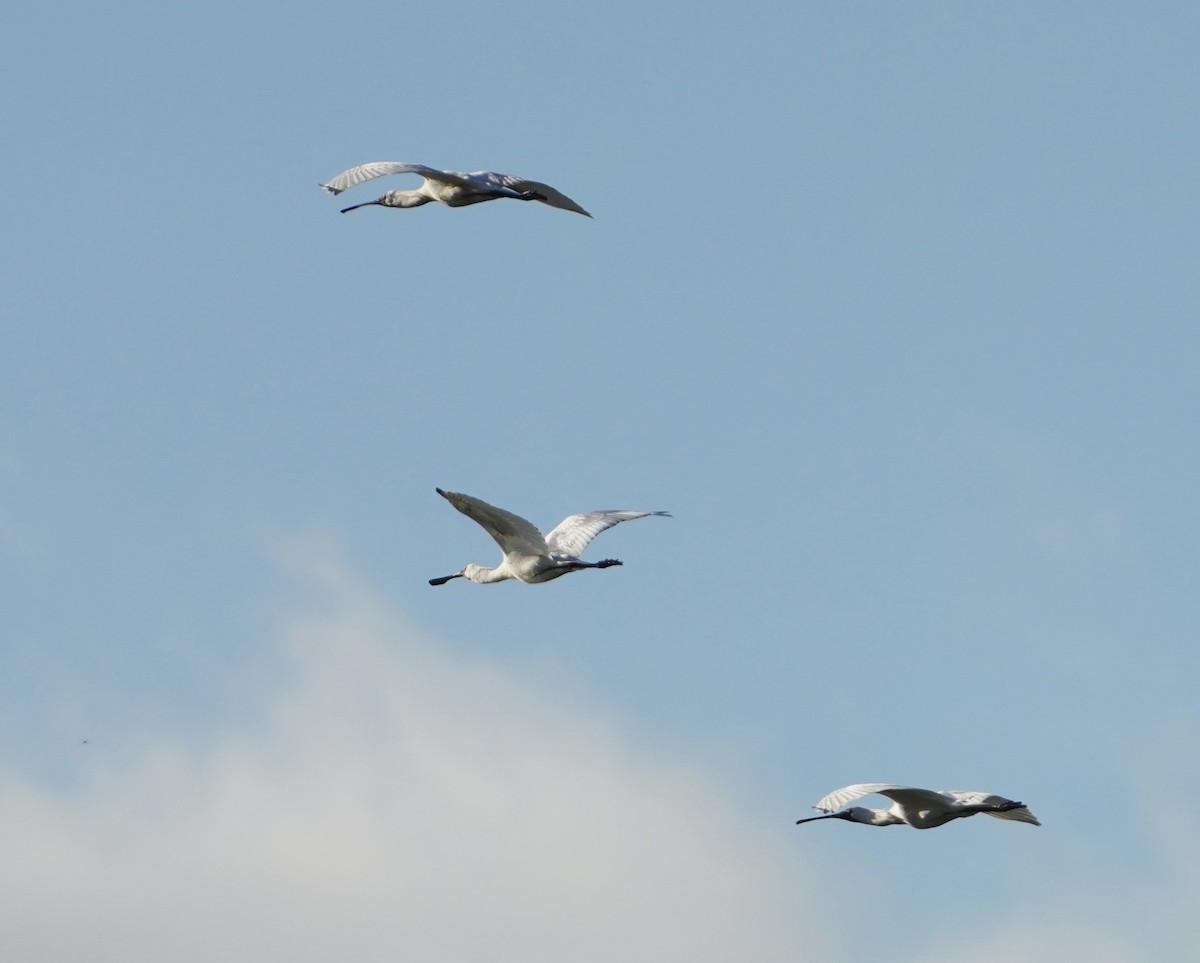 Royal Spoonbill - Cliff Halverson