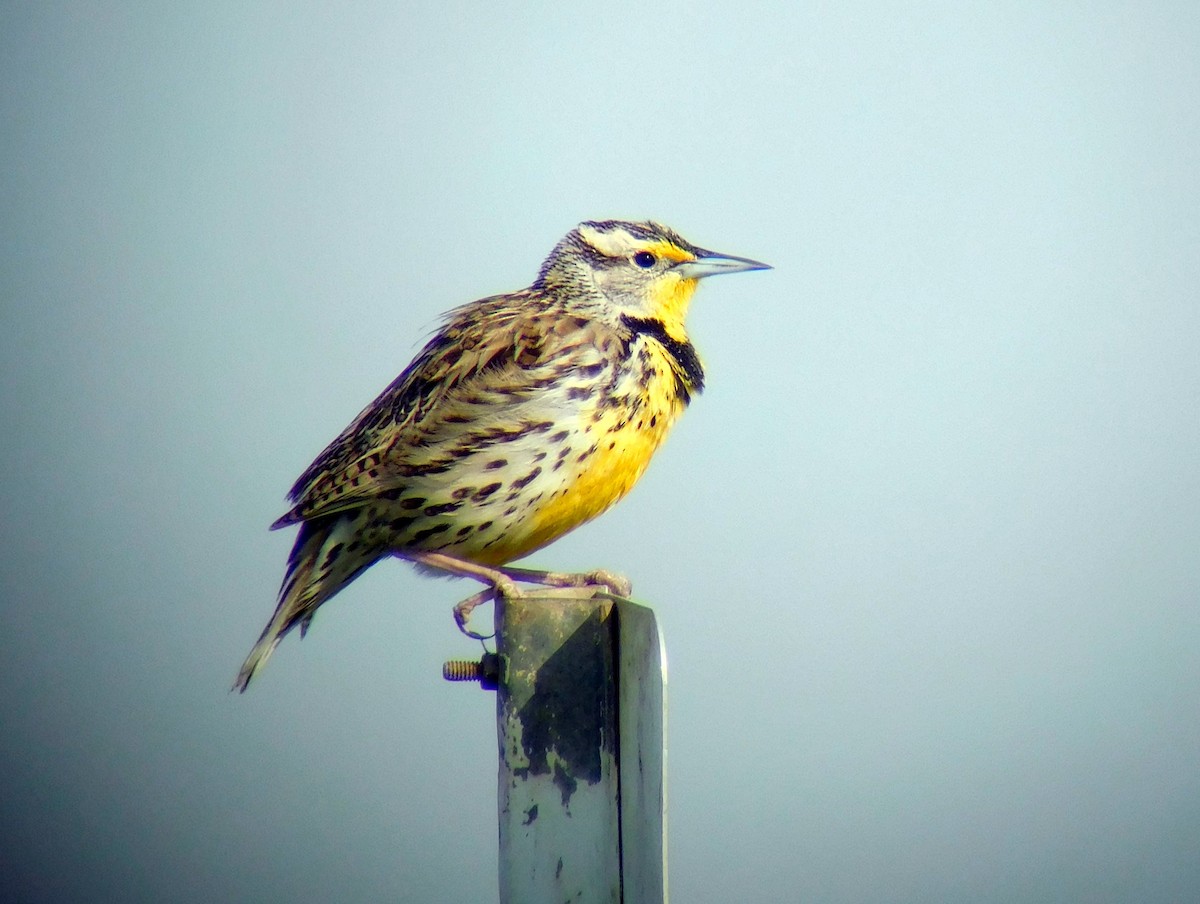 Western Meadowlark - Steve Summers