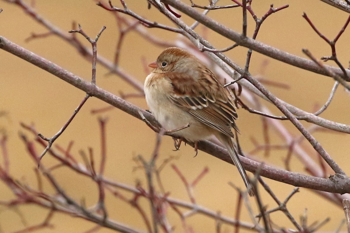 Field Sparrow - ML615223755