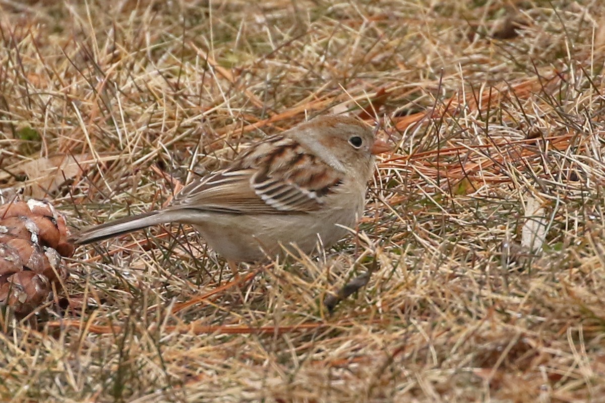 Field Sparrow - ML615223756