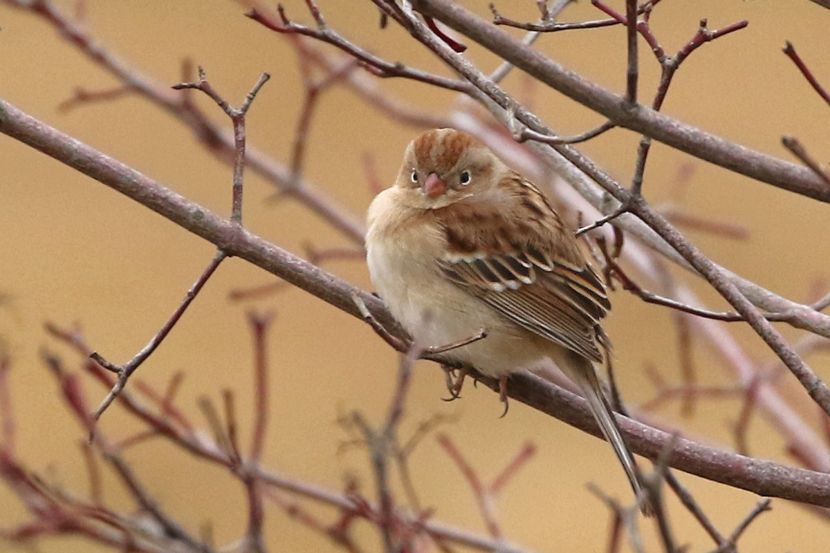 Field Sparrow - ML615223757