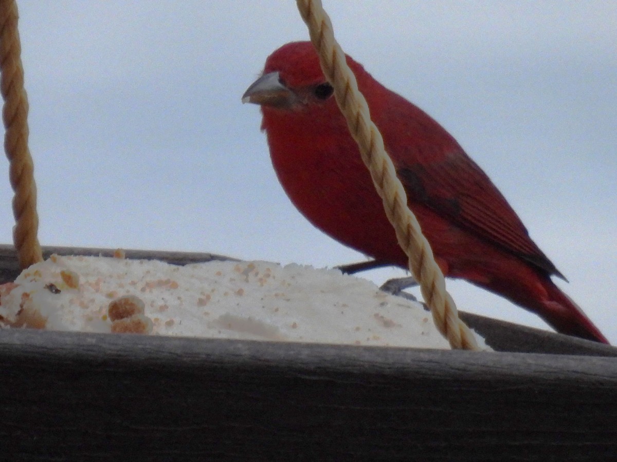 Summer Tanager - ML615223763