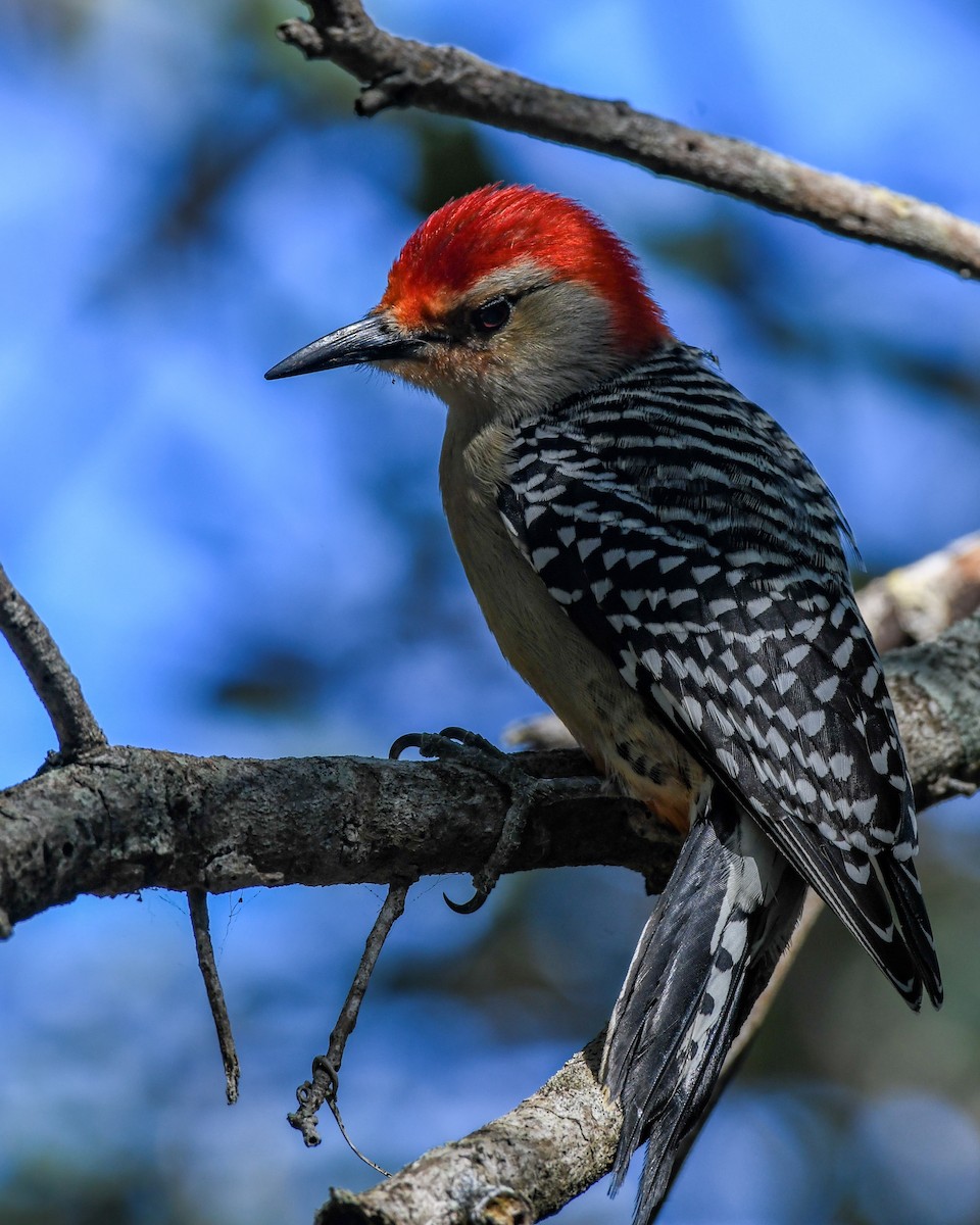 Red-bellied Woodpecker - ML615223816