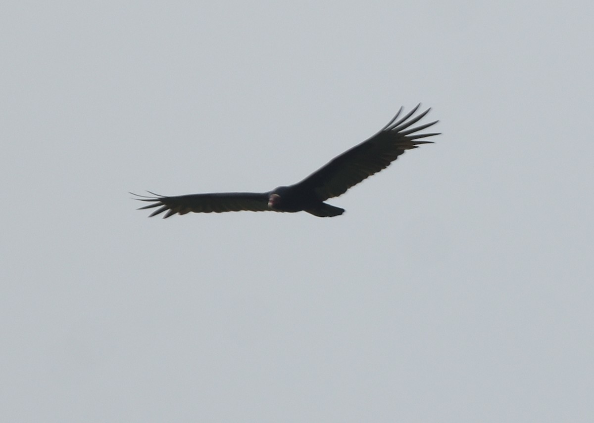 Turkey Vulture - ML615223838