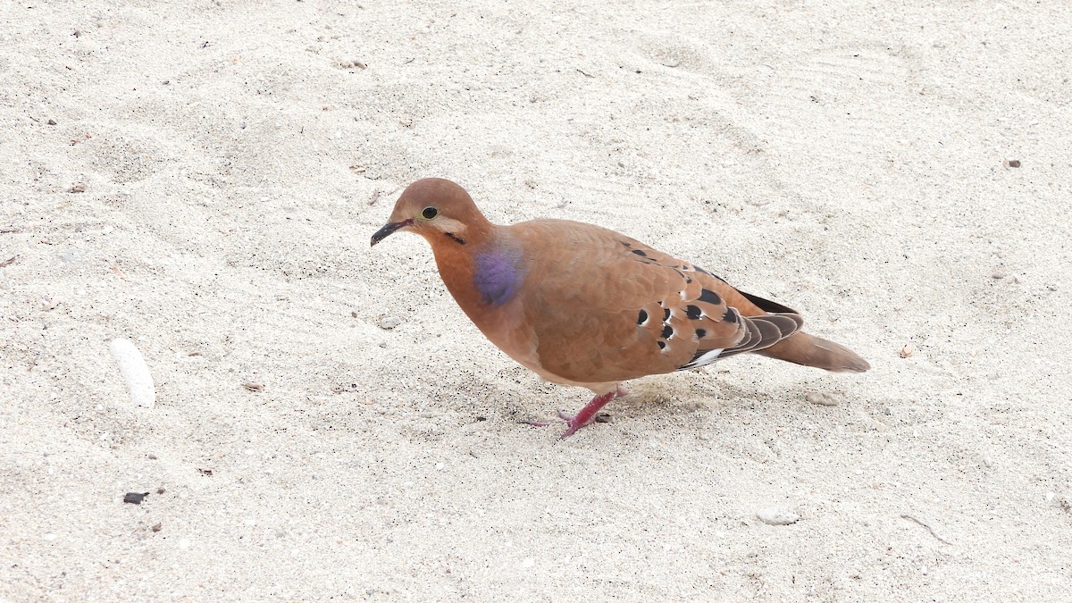 Zenaida Dove - ML615223854