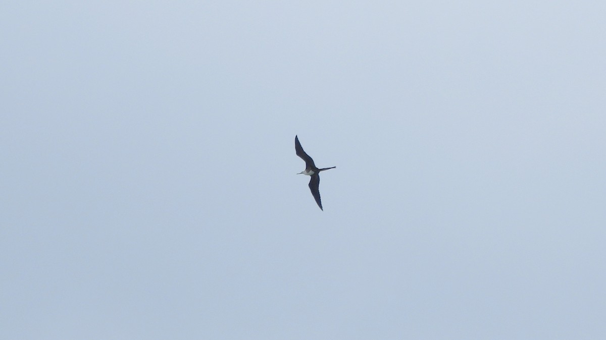 Magnificent Frigatebird - ML615223858