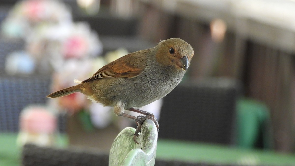 Lesser Antillean Bullfinch - ML615223868