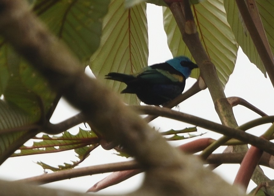 Blue-necked Tanager - ML615223875