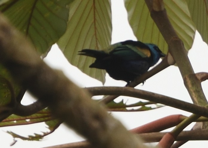 Blue-necked Tanager - ML615223876
