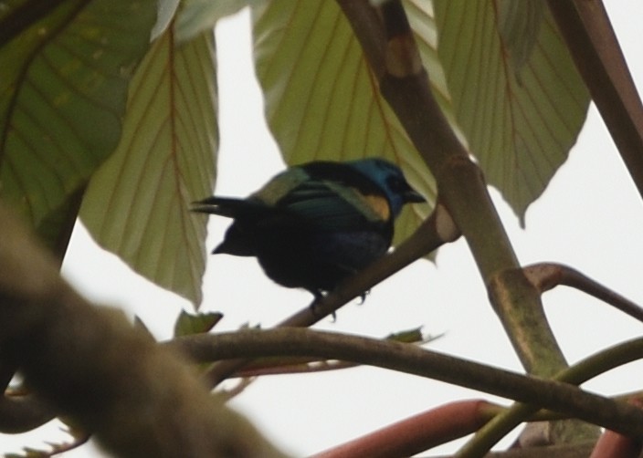 Blue-necked Tanager - ML615223877